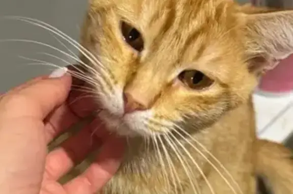 Кошки потеряшки, Ставрополь, фото: Потеряшка рыжий котик, 2-й Юго-Западный, 2Г