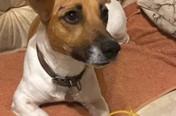 Найдена собака Джек Рассел, А-290, Краснодар