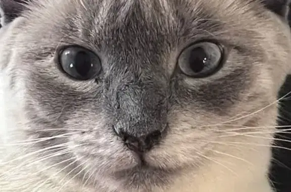 Кошки потеряшки, Иркутск, фото: Потеряшка белая кошка, Иркутск, ул. 30