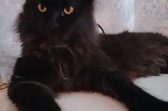 Кошки потеряшки, , фото: Потеряшка мейн-кун, Луговая 2, Нефтеюганск