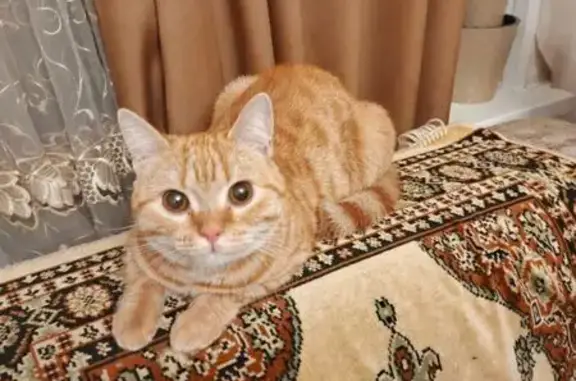 Найдена кошка, Новосибирск, фото: Найдена рыжая кошка, ул. Герцена, НСК