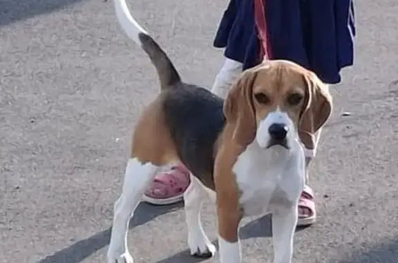 Собаки потеряшки, Абакан, фото: Потеряшка собака, ул. Катанова, Абакан