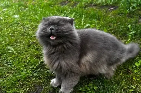 Найдена кошка, Ленинградская область, фото: Найдена пушистая кошка, Коммунары