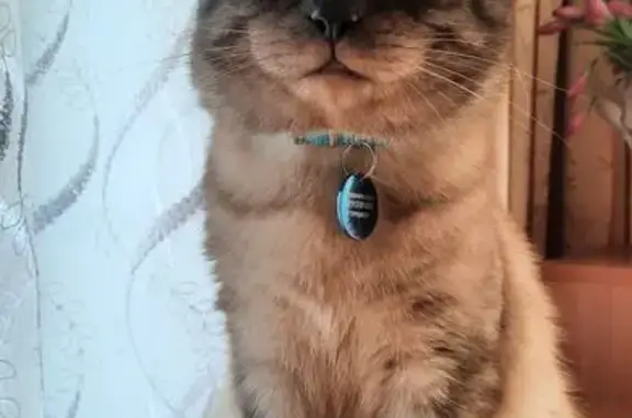 Кошки потеряшки, Барабинск, фото: Потеряшка кошка на ул. Ульяновская, 8А, Барабинск