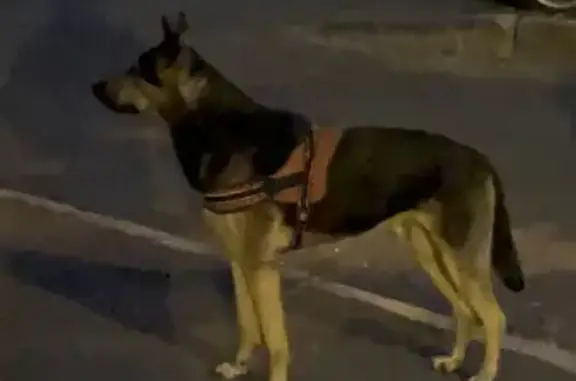 Найдена собака, Москва, фото: Собака найдена: ул. Крупской, 5, Москва