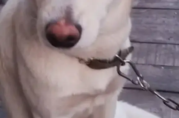 Собаки потеряшки, Кемеровская область, фото: Потеряшка собака, Кемеровская область