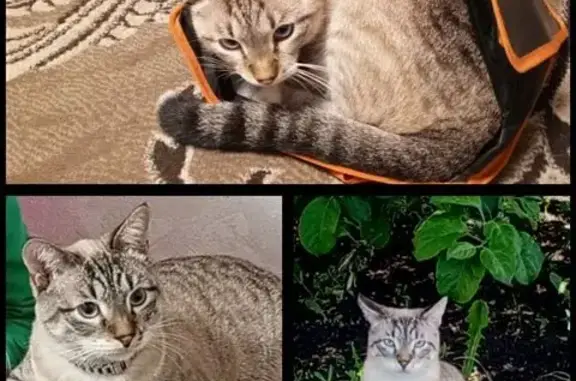 Пропала кошка, Советская 33А, Увельский