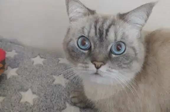 Пропала кошка, Мелеузовская 21, Уфа