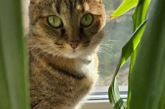 Пропала кошка, 6-й Горельский пр., Тула