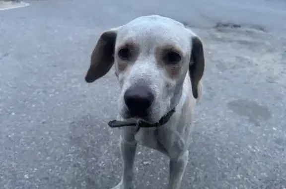 Найдена собака, Ставрополь, фото: Собака найдена у Магнита, Бурмистрова 79