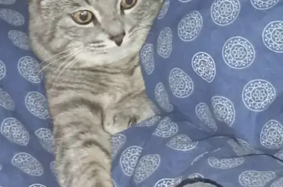 Кошки потеряшки, Хлевное, фото: Потеряшка кошка, Юбилейная ул., Хлевное