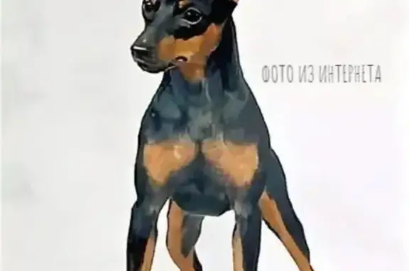 Пропала собака, 2/1, Нижегородская обл.