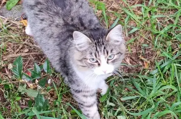 Кошка найдена на Островского, 62, Барнаул