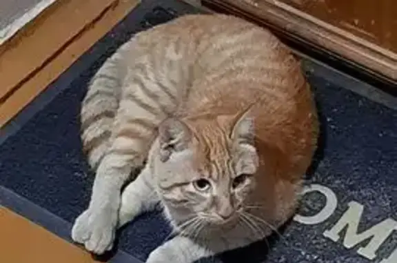 Найдена кошка, Иркутск, фото: Кошка найдена: Байкальская ул. 224, Иркутск