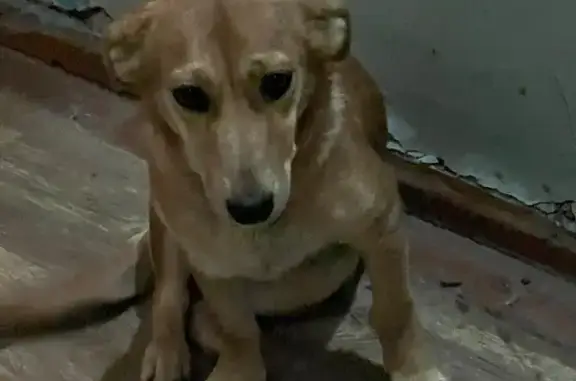 Найдена собака, Оренбург, фото: Собака найдена: Селивановский пер., 5