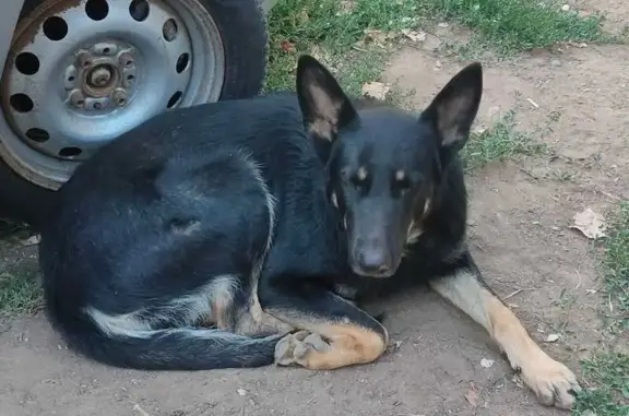 Собака найдена, ул. Космонавтов, 4, Астрахань