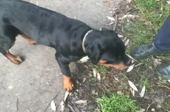 Щенок ротвейлера найден на Молодогвардейцев, 68А