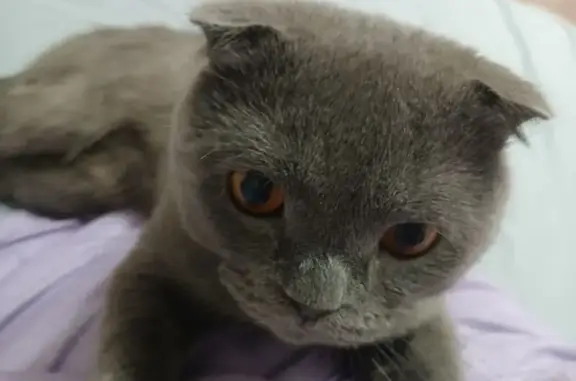 Кошки потеряшки, , фото: Потеряшка кошка, Лянтор, ХМАО-Югра