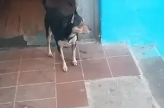 Найдена собака, ул. Говорова 46, Томск