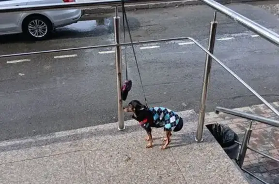 Собаки потеряшки, Когалым, фото: Потеряшка собака, ул. Мира, 4А, Когалым