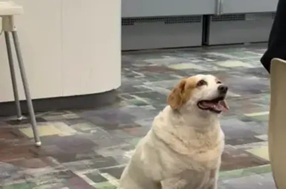 Собака найдена в ТЦ Экодом, Ленинградская 28/2