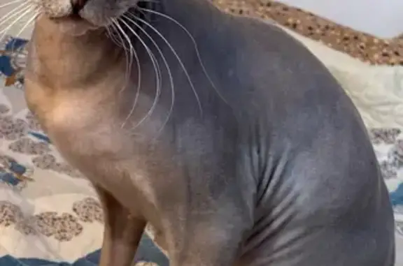 Пропала кошка, Нижний Саянтуй, Бурятия