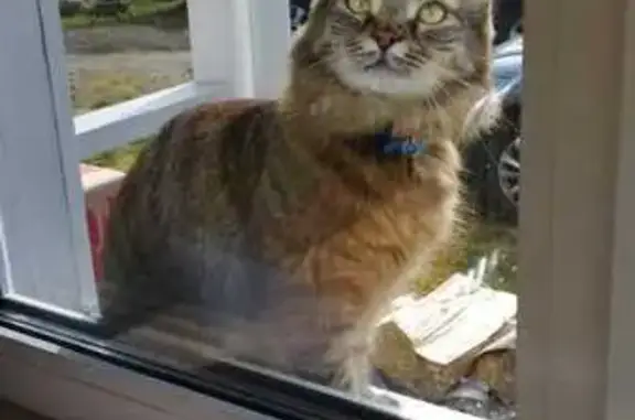 Кошки потеряшки, Ленинградская область, фото: Потеряшка кошка в Токсово, Ленобласть