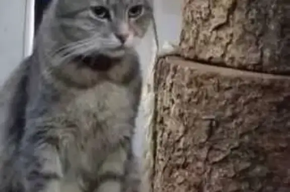 Пропала кошка, ул. Тёплый Стан, Москва