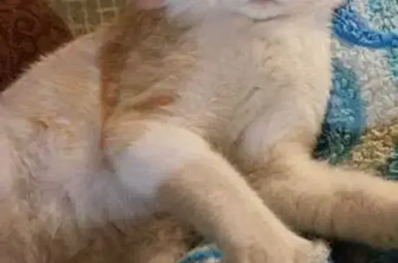 Пропала кошка на Гагарке, Свердловская обл.