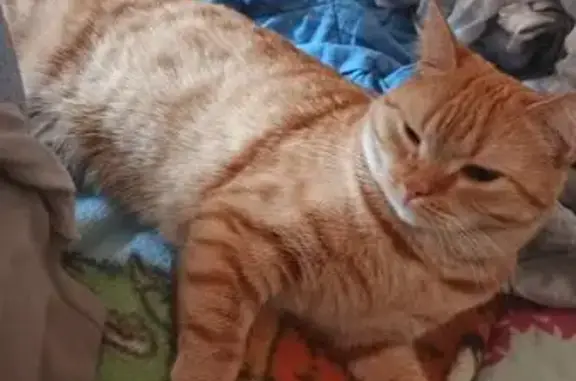 Найдена кошка, Новосибирск, фото: Найдена кошка, ул. Герцена 20, Новосиб.