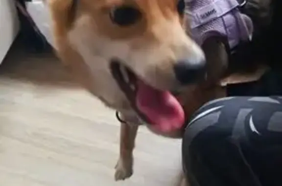 Найдена собака, Брянск, ул. Профсоюзов, 16