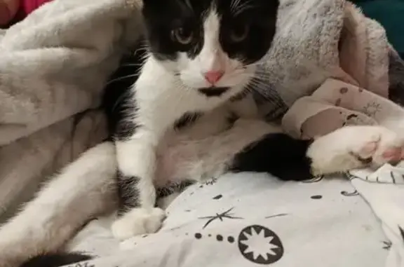 Кошки потеряшки, Щёлково, фото: Потеряшка кошка, ул. Космодемьянская, 6