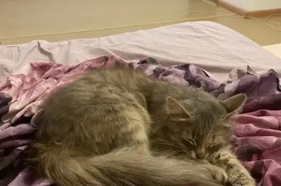 Найдена кошка, Мельникова, фото: Найдена кошка, Ирбит, Свердловская область