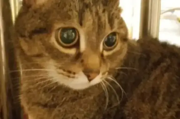 Найденные животные Озерск, фото: Кошка найдена на Карла Маркса 5, Озёрск