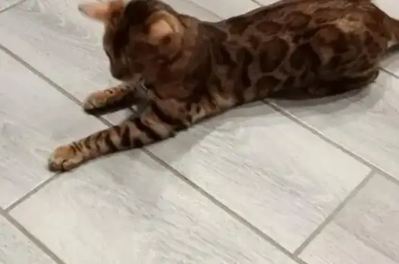 Кошки потеряшки, Крымск, фото: Потеряшка кошка, Крымск, Анапская 2А