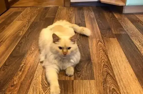 Найдена кошка, Сыктывкар, фото: Кошка найдена на ул. Димитрова, 44/4