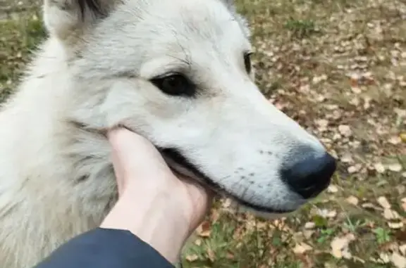 Собака найдена в Рощино, Челябинская обл.