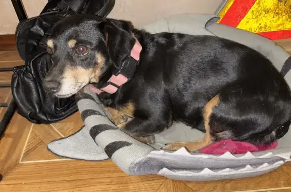 Найдена собака, Волгоград, фото: Собака найдена у 117 школы, 2-я Караванная