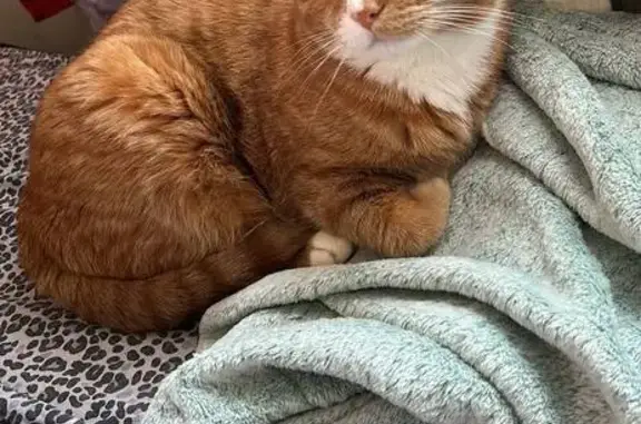 Кошки потеряшки, Екатеринбург, фото: Потеряшка кошка, ул. Мира 31, Екатеринбург