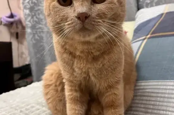 Пропал кот на 8-м проезде, Мыза