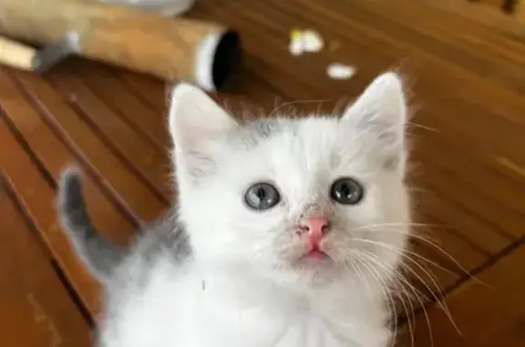 Кошки потеряшки, Козловка, фото: Потеряшка кошка, Жемчужная ул., 4, Козловка