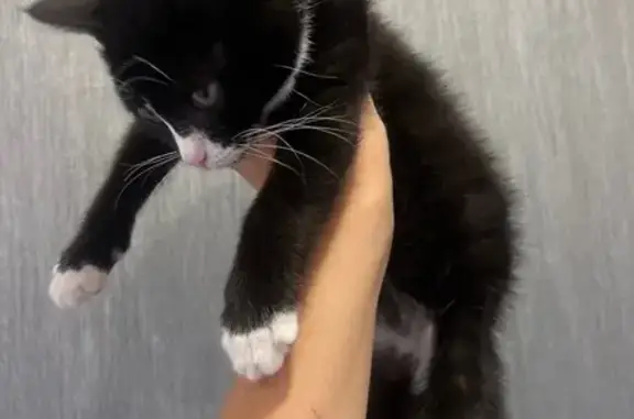 Чёрный котёнок найден в лесу, Калининград