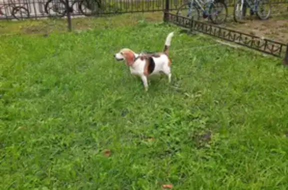 Найдена собака, Ленинградская область, фото: Собака найдена на ж/д Ульяновка, Ленобласть