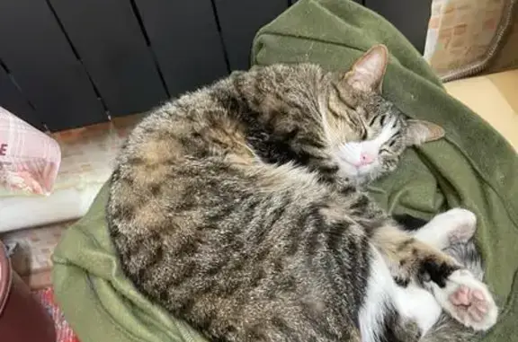 Кошки потеряшки, Орловская область, фото: Потеряшка кошка в Дмитровске, Орловская обл.