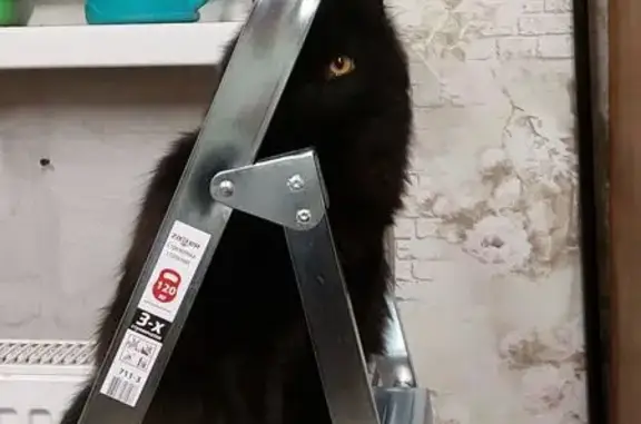 Кошки потеряшки, , фото: Потеряшка чёрная кошка, ул. Новостройка, 19