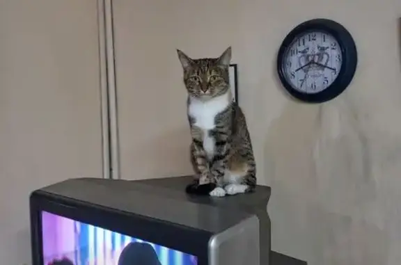 Кошки потеряшки, Москва, фото: Потеряшка кошка, ул. Шолохова, 13, Москва