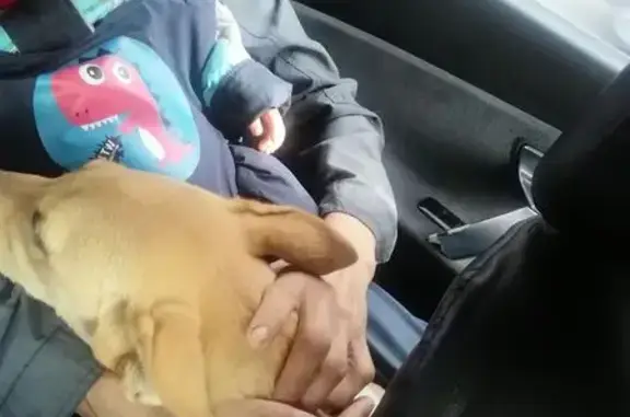 Найдена собака, Орск, фото: Собака найдена: Нижняя дорога, Орск