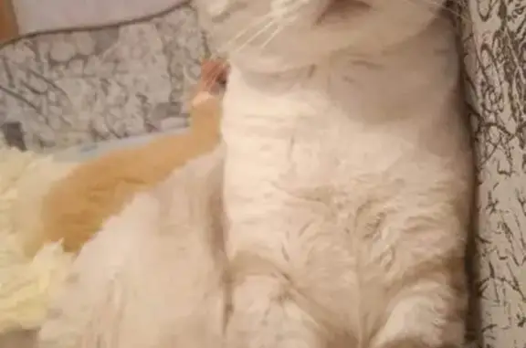 Пропала кошка, Станционная 17, Кушва