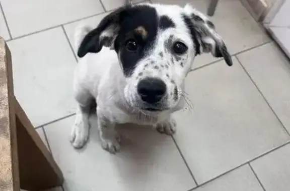 Найдена собака у магазина на Щербакова 98