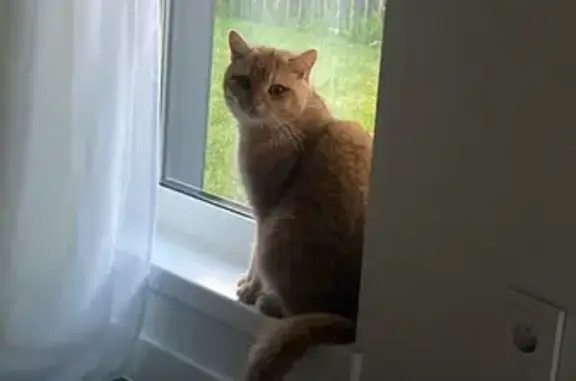 Пропала кошка, 1 Агалатовское с/п